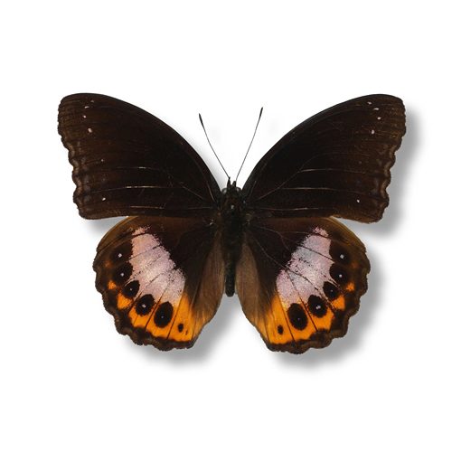 斑狭蝶真蝴蝶标本原蝶未展翅