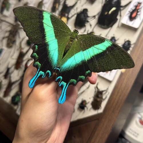 爱神凤蝶真蝴蝶标本原蝶未展翅