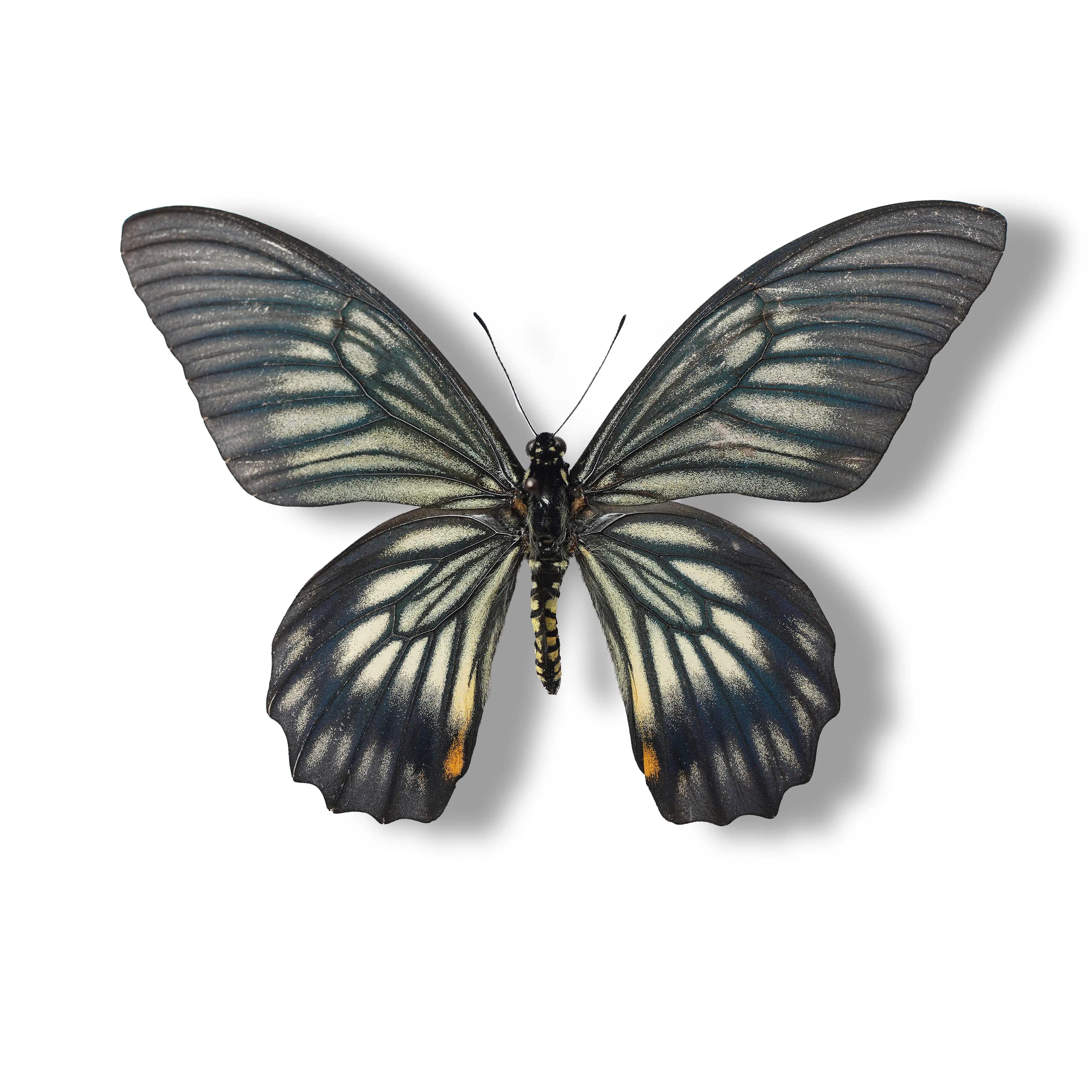 翠丽斑凤蝶真蝴蝶标本原蝶