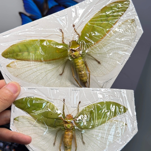 巨拟叶螽斯 真甲虫昆虫标本原虫未整姿手工diy材料装饰动物摆件