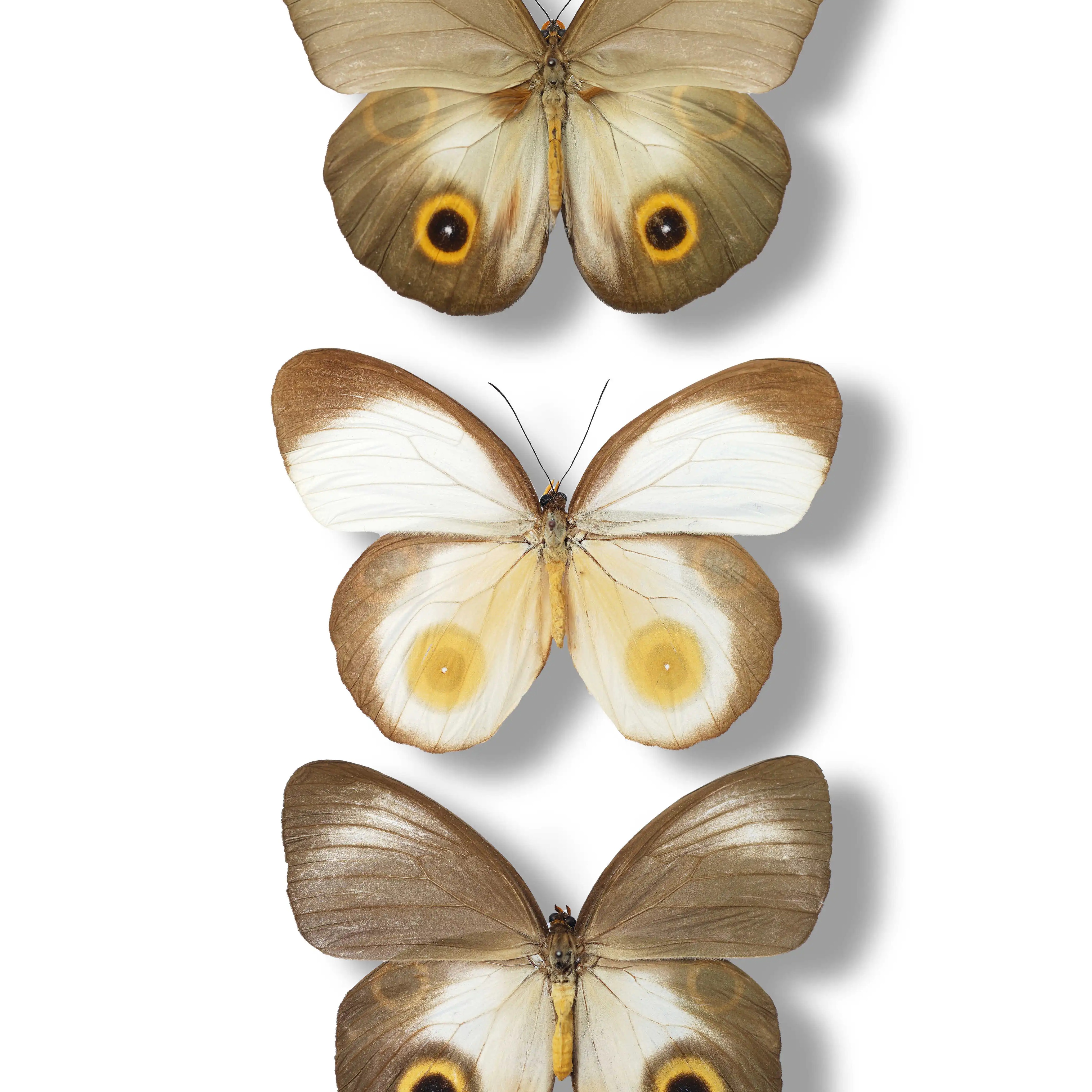 大眼环蝶真蝴蝶标本原蝶