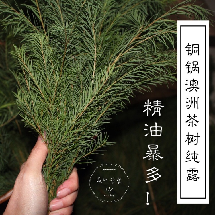 澳洲茶树纯露饱和精油爽肤水控油痘痘平衡油脂500ml包邮,美容护肤/美体/精油,纯露/花水,淘宝优惠券,粉丝福利购,淘宝优惠卷