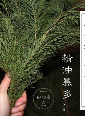 控油纯露森叶芳集精油