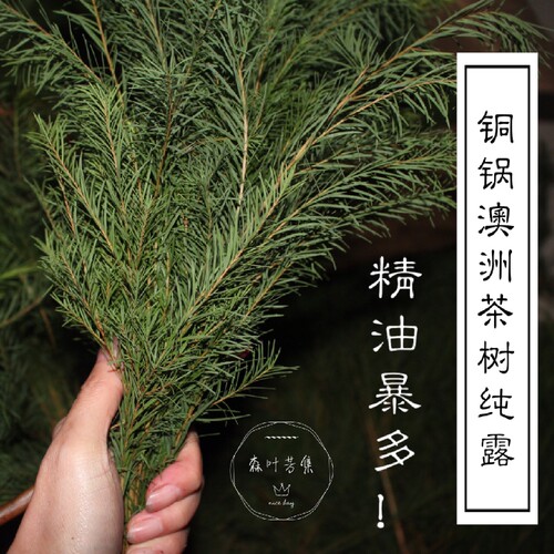 控油纯露森叶芳集精油