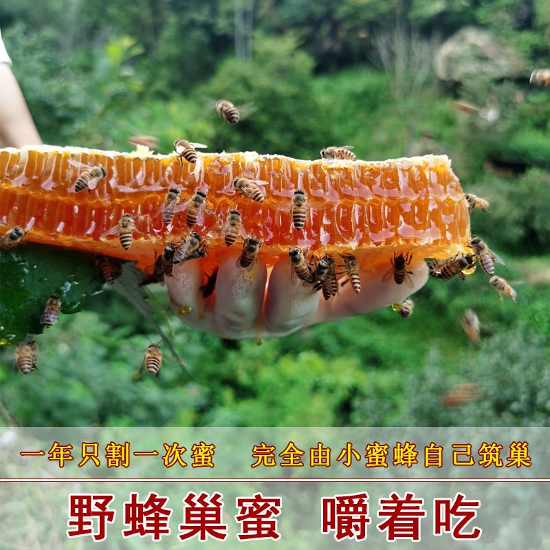 野生蜂巢蜜嚼着吃纯正天然老巢蜜500g秦岭农家自产土蜂蜜蜂窝