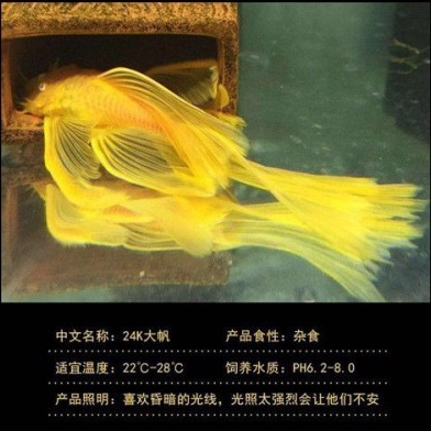 清道夫直升机蓝眼胡子鼠鱼黑清道夫黄清道夫工具鱼除藻鱼直升机清