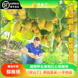 湖南怀化麻阳猕猴桃_高山红心猕猴桃奇异果新鲜采摘产地直发-顺丰