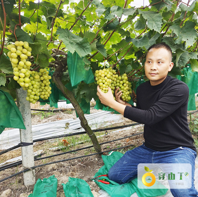 怀化本地新鲜阳光玫瑰葡萄果园直采_非膨大果自然熟_金黄又甜又香