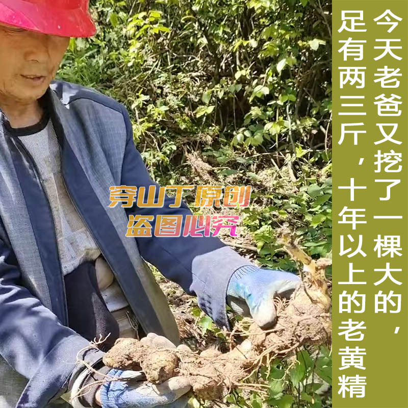 野生黄精_湖南黔阳雪峰山现挖新鲜老虎姜_怀化鸡头参多花倒花黄精图片