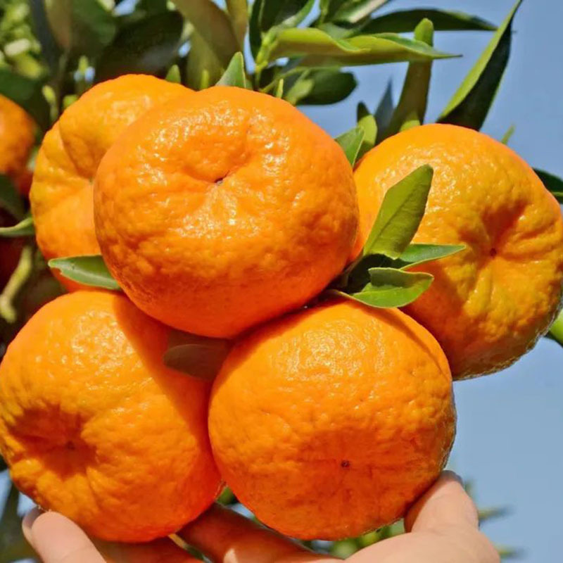 湖南怀化麻阳椪柑香甜脆爽_易剥皮化渣_怀化湘西芦柑新鲜10斤装