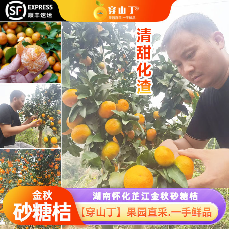 金秋砂糖桔子-湖南怀化芷江金秋沙糖桔新鲜柑橘_孕妇水果小桔子甜