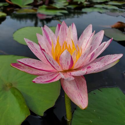 耐寒睡莲花苗 桃花雨 池塘水池睡莲水培植物带花苞大睡莲根块水缸