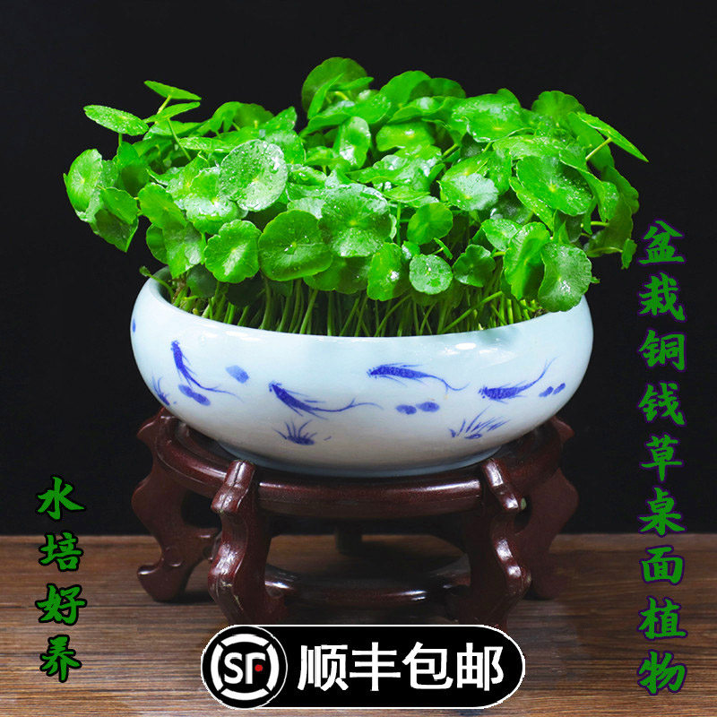铜钱草盆栽花苗金钱草水培办公室内美观桌面水养桌面花卉绿植盆景