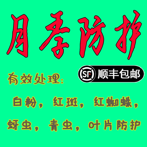 绿植各种防护用品月季植物