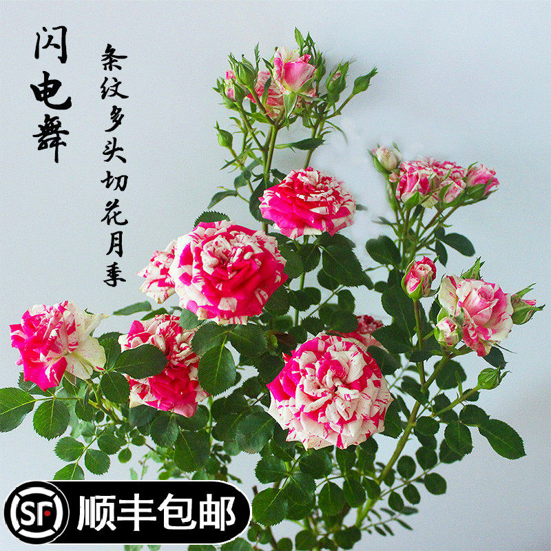 精选闪电舞条纹微月多头月季花苗盆栽庭院阳台多季开勤花灌木花卉