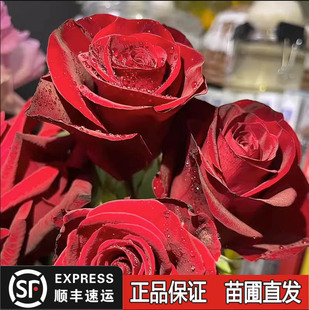 高原红切花玫瑰浓香月季大苗花苗盆栽地栽阳台庭院好养插花好养