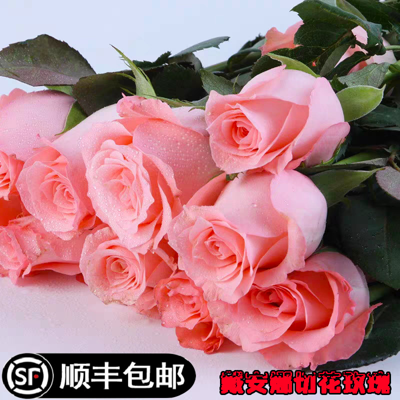 黛安娜切花大花多季庭院玫瑰花苗