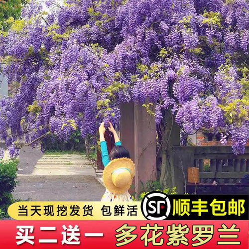紫藤树花苗爬藤攀援耐寒植物