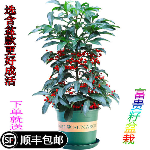 黄金万两四季观果带盆包邮富贵子