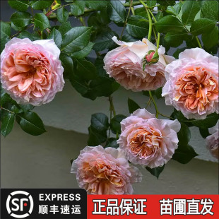 亚伯拉罕藤本月季花苗攀援阳台月季阳台玫瑰花卉欧月浓香多季勤花