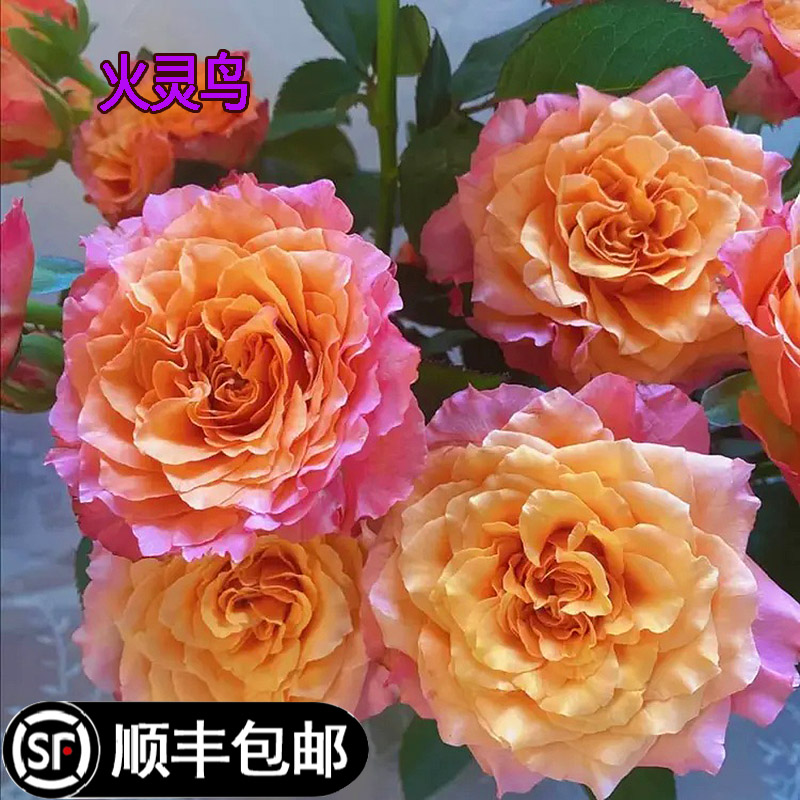 火灵鸟玫瑰盆栽花苗阳台庭院切花金色海岸金辉火焰鲜花卉植物月季