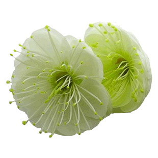 绿梅花盆景树桩盆栽树苗耐寒绿萼梅苗阳台庭院花卉植物室内外四季