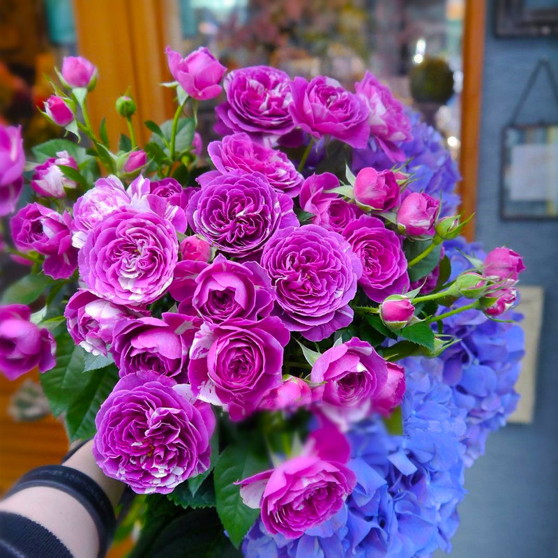 盆栽玫瑰芬芳宝石条纹月季花浓香多天多季开花苗阳台花园玫瑰花卉