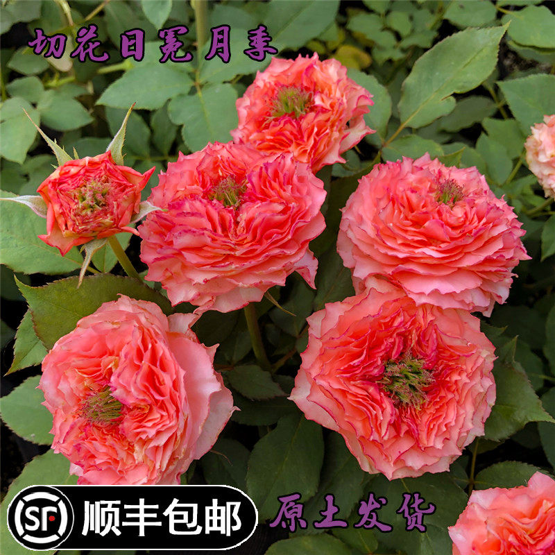 日月新品切花日冕灌木勤花微香多季开花庭院阳台花园盆栽月季花苗