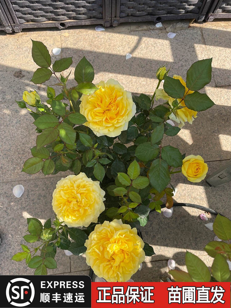 阳光海滩月季花苗微月大花多头丰花亮黄色多季开花阳台盆栽植物