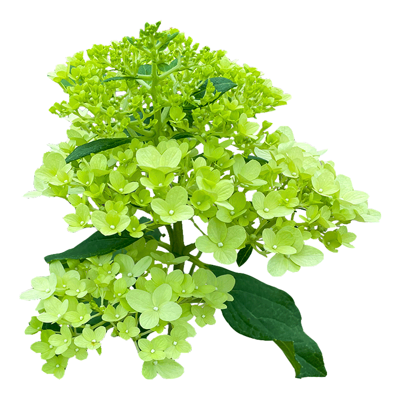 北极熊绣球阳台花卉绿植