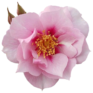 你的眼睛万众瞩目阳光巴比伦月季灌木丰花复色玫瑰花苗四季盆栽花