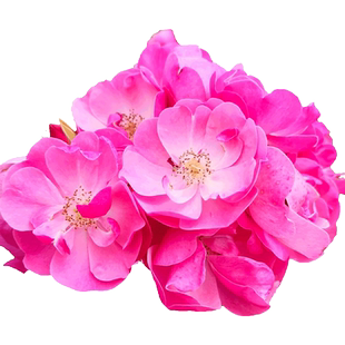 安吉拉月季花卉藤本庭院欧月爬藤植物多季开花盆栽攀援花苗浓香型