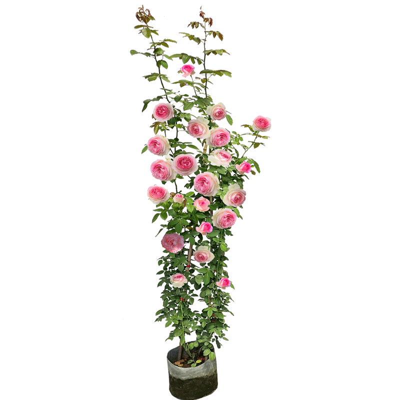 爬藤月季花苗蔷薇特大母系庭院
