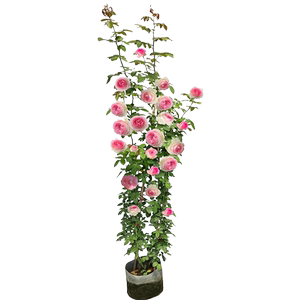 爬藤月季花苗蔷薇特大母系庭院