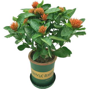 多色龙船花苗盆栽植物多季开花仙丹花庭院木本绿植物花卉阳台带苞