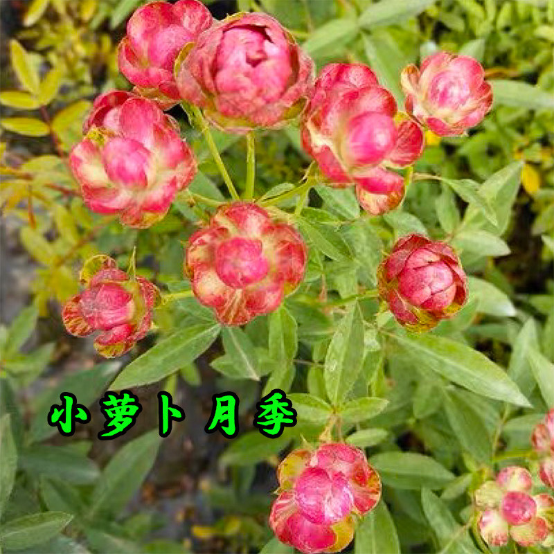 精选小萝卜月季花苗红闪电多花多头微型玫瑰多季开花阳台盆栽微月