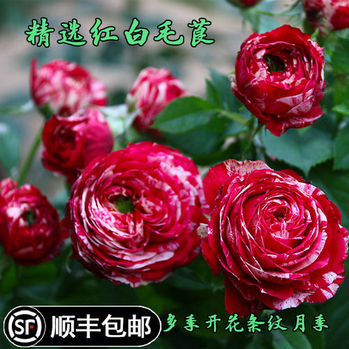 条纹毛茛阳台盆栽月季花苗