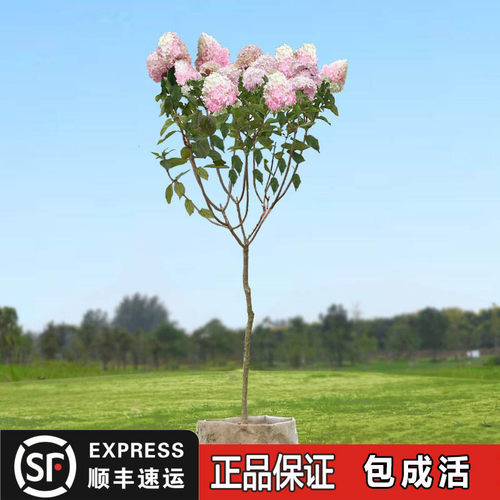圆锥绣球石灰灯棒糖花苗盆栽阳