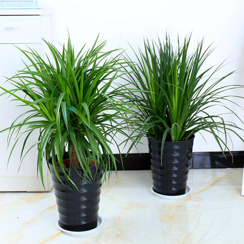 龙须树盆栽客厅大型观叶绿植物