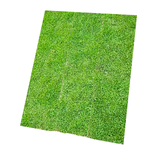 草坪草皮带土植物庭院绿植美化家园马尼拉百慕大果岭草四季青