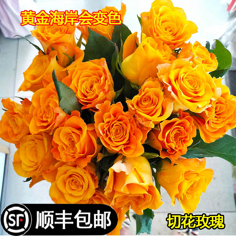 黄金海岸切花玫瑰花苗室内阳台庭院月季大花束盆栽家居鲜切花