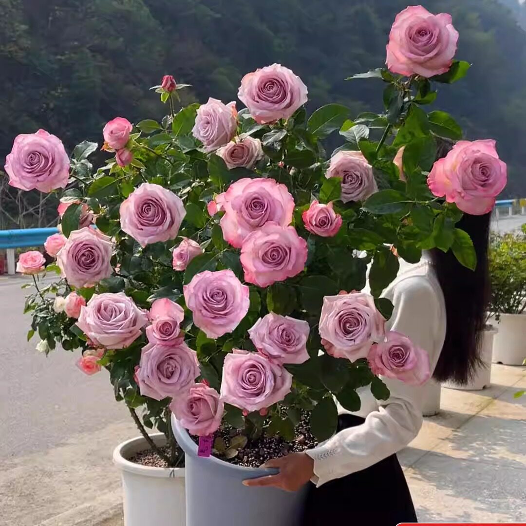果汁阳台灌木月季艾莎切花玫瑰盆栽大花苗多季节开花庭院地栽盆栽