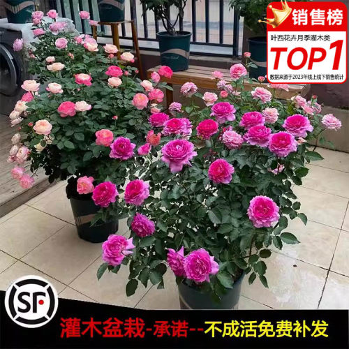 浓香庭院灌木月季花苗