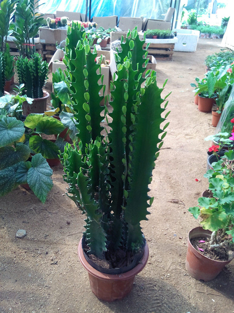 红龙骨盆栽室内客厅绿植花卉仙人多肉花卉植物青色龙骨中型小盆景