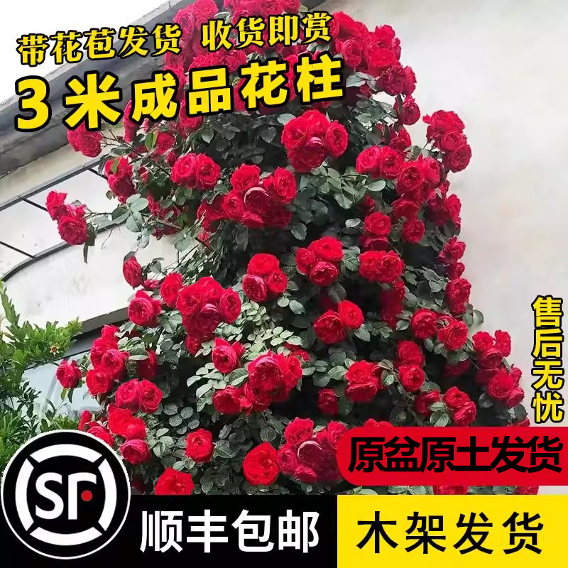 藤本蔷薇特大苗爬藤月季浓香大花欧月玫瑰苗庭院开花植物母本老桩
