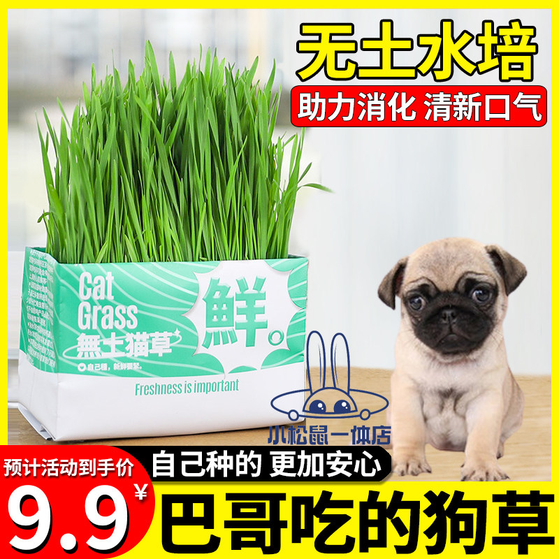 巴哥专用狗狗吃的草宠物可以食用草助消化草狗化毛草零食无土水培