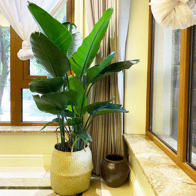 天堂鸟鹤望兰绿植室内盆栽花卉植