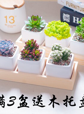 花卉新款室内多肉植物组合盆栽含盆土肉肉办公室盆栽绿色植物创意