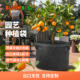 Bloombgz果树种植袋超大加厚种植箱庭院种花美植袋户外种树专用袋
