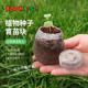 植物种子压缩育苗块椰糠泥炭土无纺布一次性育苗盘蔬菜育苗杯托盘